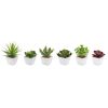 Potted Succulent (Set of 6) 7"H Ceramic/Plastic