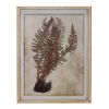 Fern Print in Frame (Set of 6) 19.5"L x 25.75"H Wood/MDF
