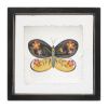Butterfly Block (Set of 2) 6"SQ Wood/Acrylic