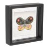 Butterfly Block (Set of 2) 6"SQ Wood/Acrylic