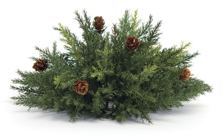Arborvitae Half Orb Plastic (Option: 13")