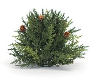 Arborvitae Half Orb Plastic (Option: 8.5")